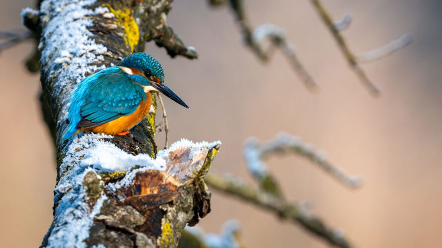 De ijsvogel